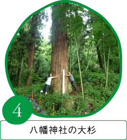 八幡神社の大杉