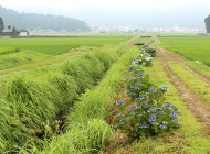 あじさいロードの整備