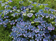 あじさいの様子