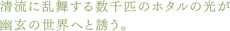 清流に乱舞する数千匹のホタルの光が幽玄の世界へと誘う。