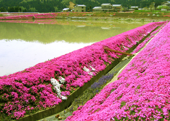 シバザクラの里