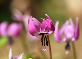 カタクリ群生地