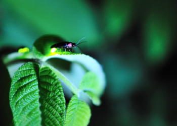ほたるの里「丁」（ようろ）
