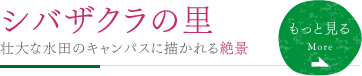 シバザクラの里 壮大な水田のキャンパスに描かれる絶景