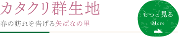 カタクリ群生地 春の訪れを告げる矢ばなの里