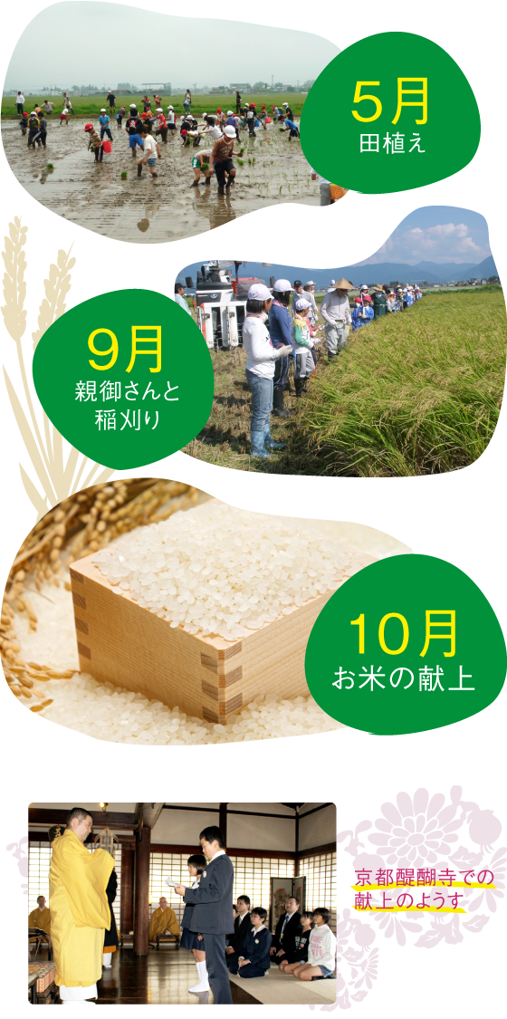 5月田植え9月親御さんと稲刈り10月お米の献上