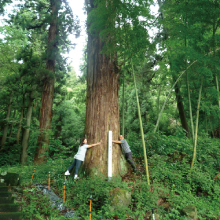 八幡神社の大杉