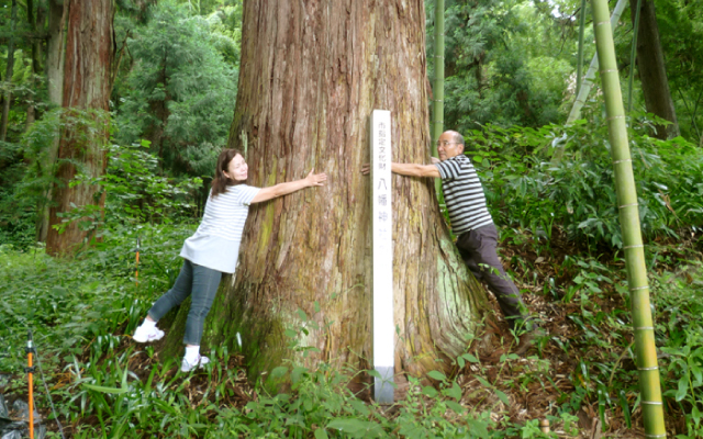 八幡神社の大杉