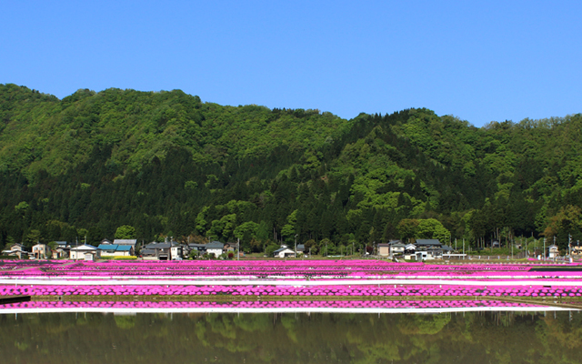 シバザクラの里