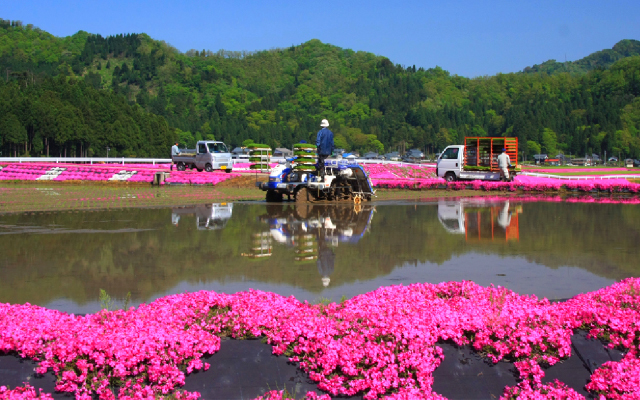 シバザクラの里