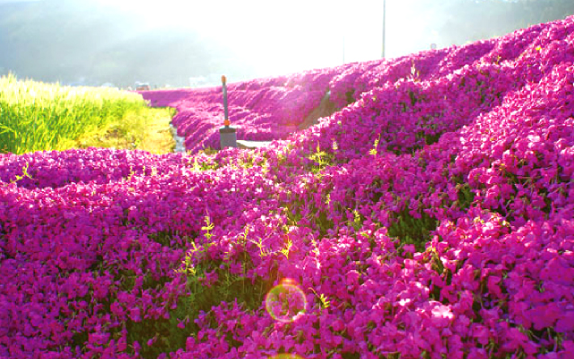 シバザクラの里