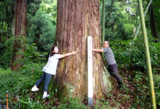 八幡神社の大杉